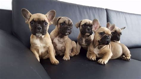 french bulldog for sale el paso tx